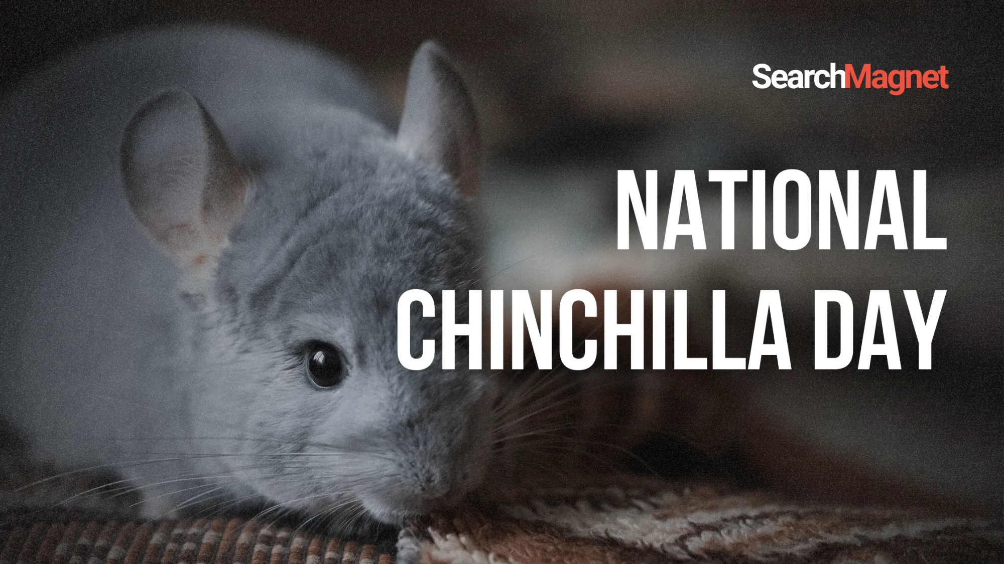 National Chinchilla Day