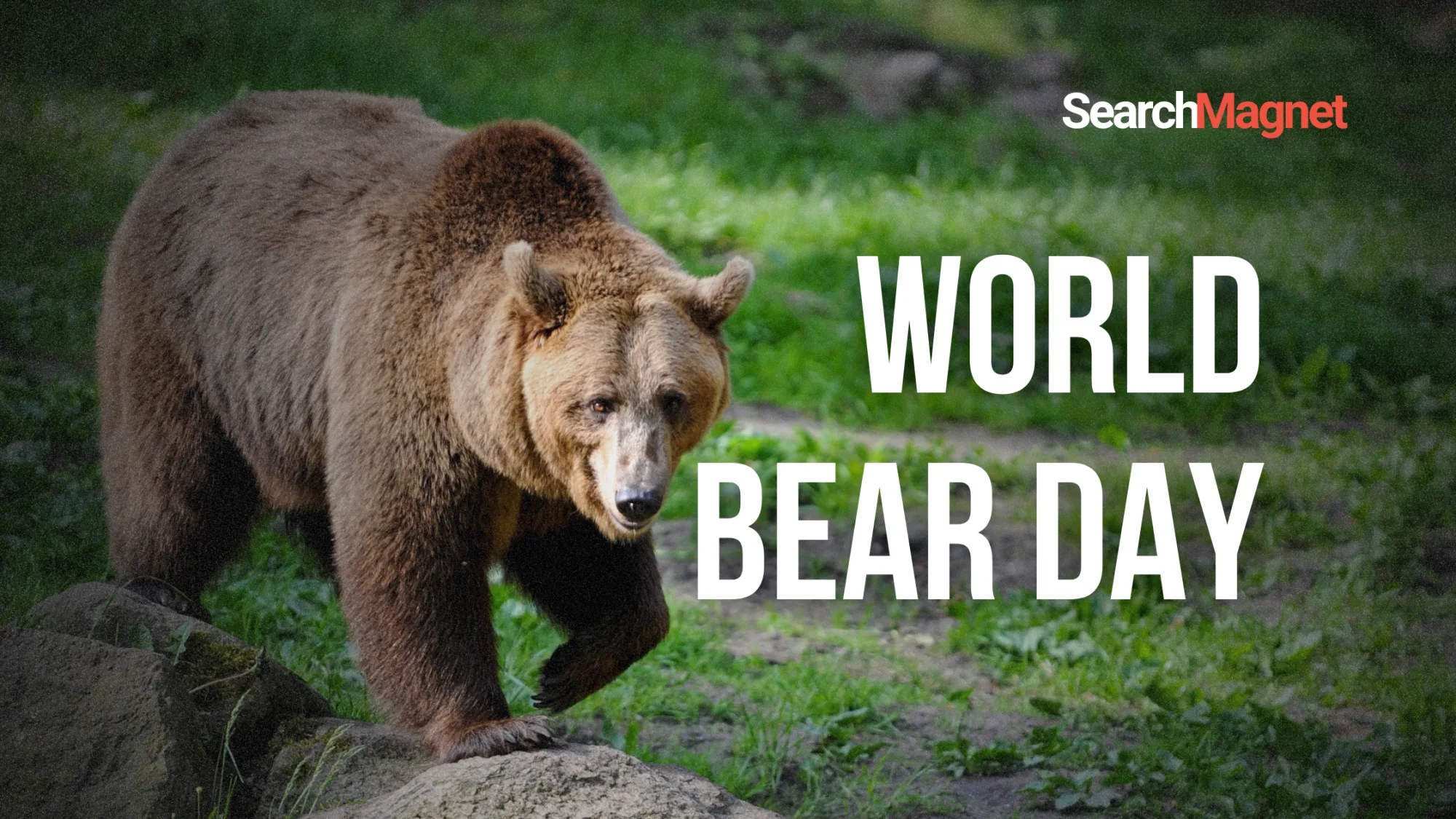 World Bear Day