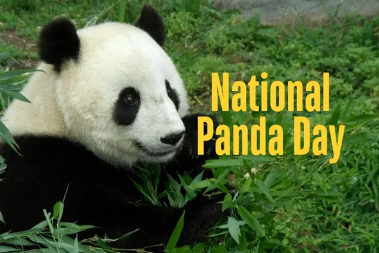 National Panda Day
