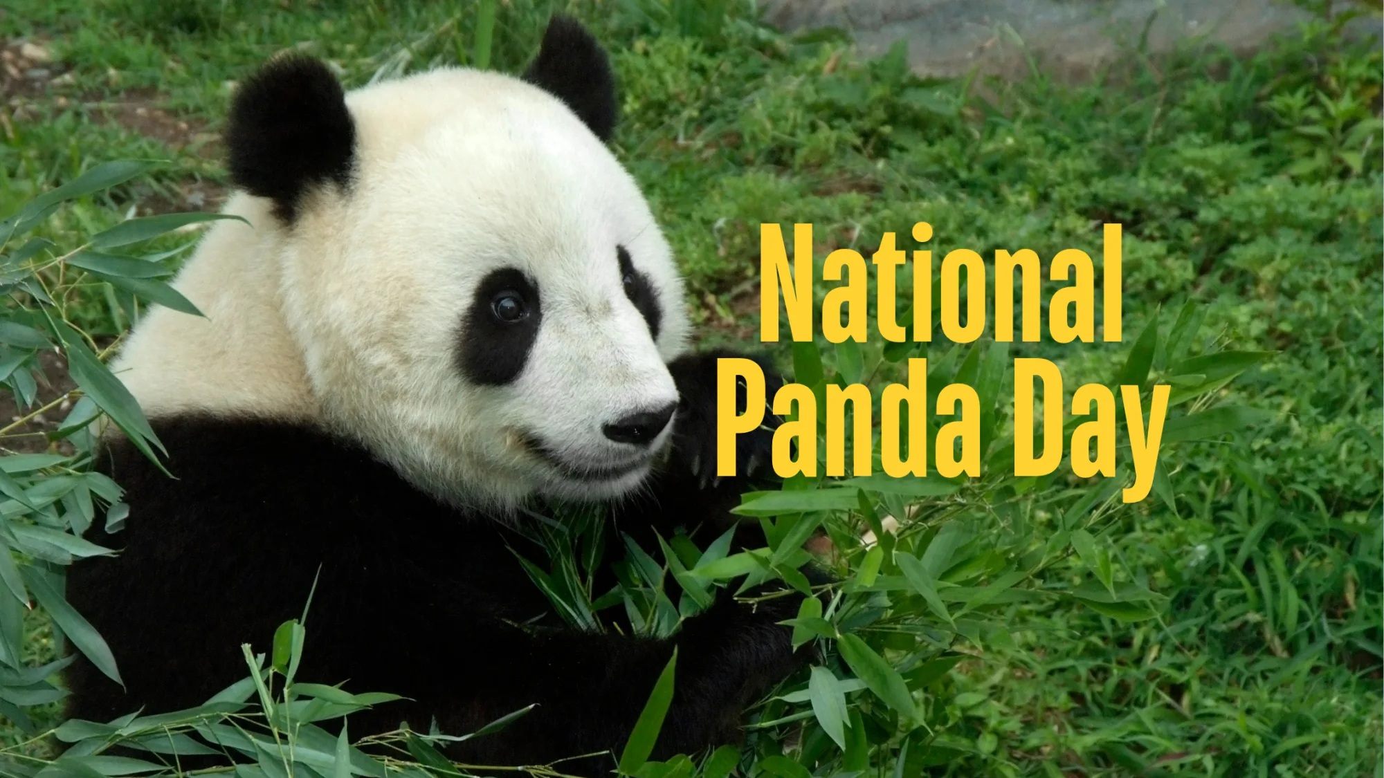 National Panda Day